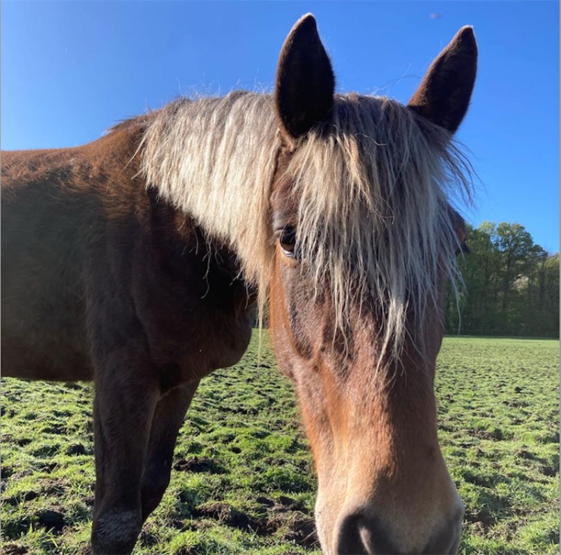 Oracle de belnoe - Equidé Cheval à adopter - photo 2