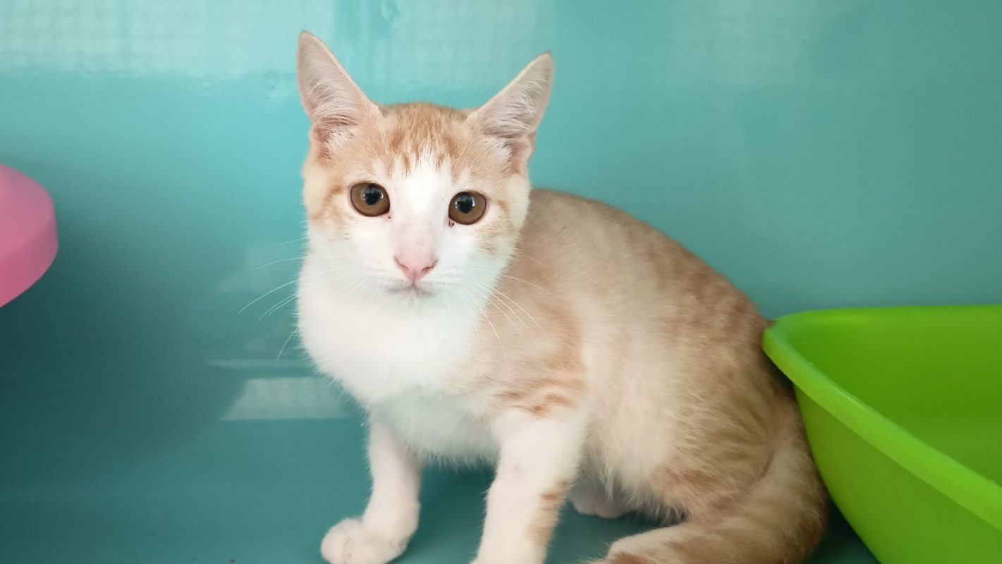 Sabouyou - Chat Européen à adopter