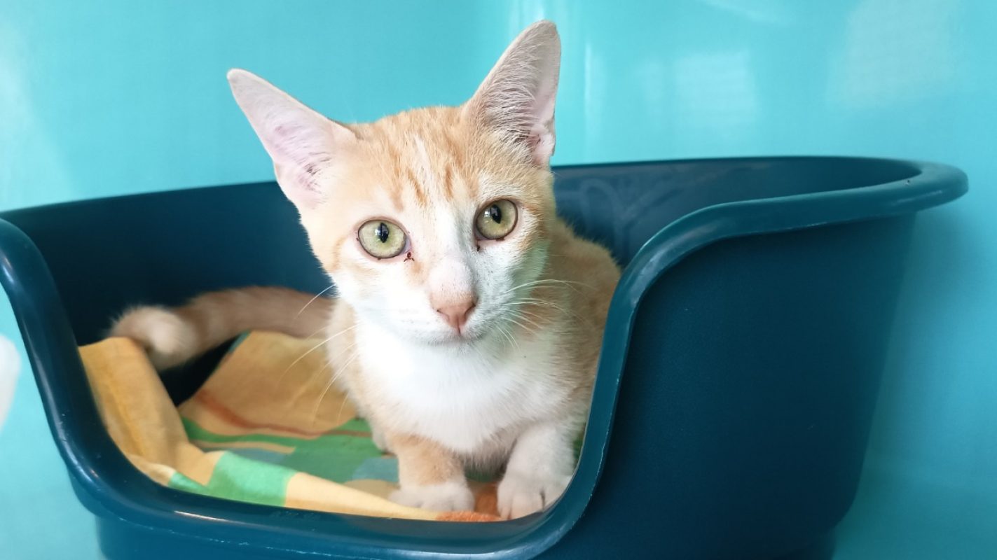 Nexus - Chat Européen à adopter