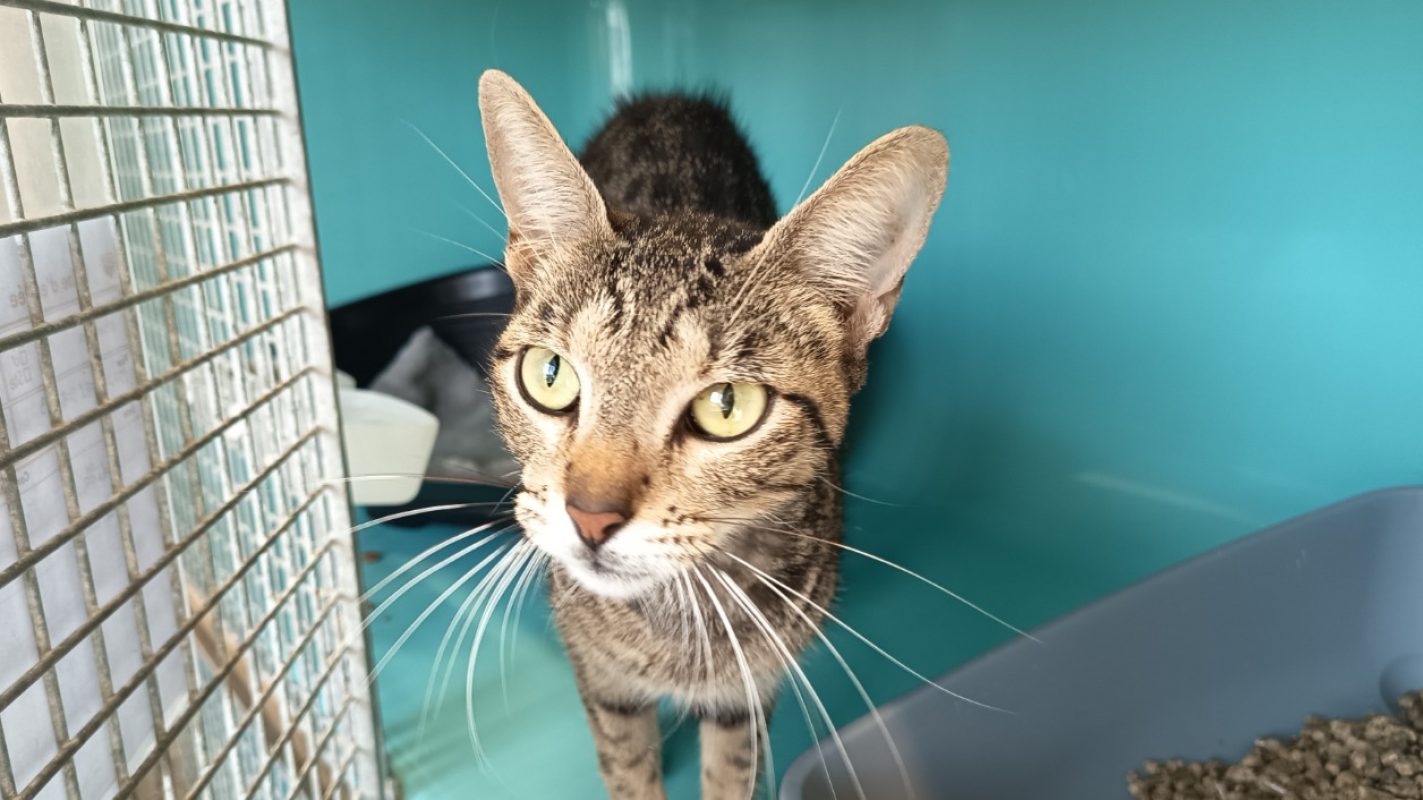 Pantera - Chat Européen à adopter
