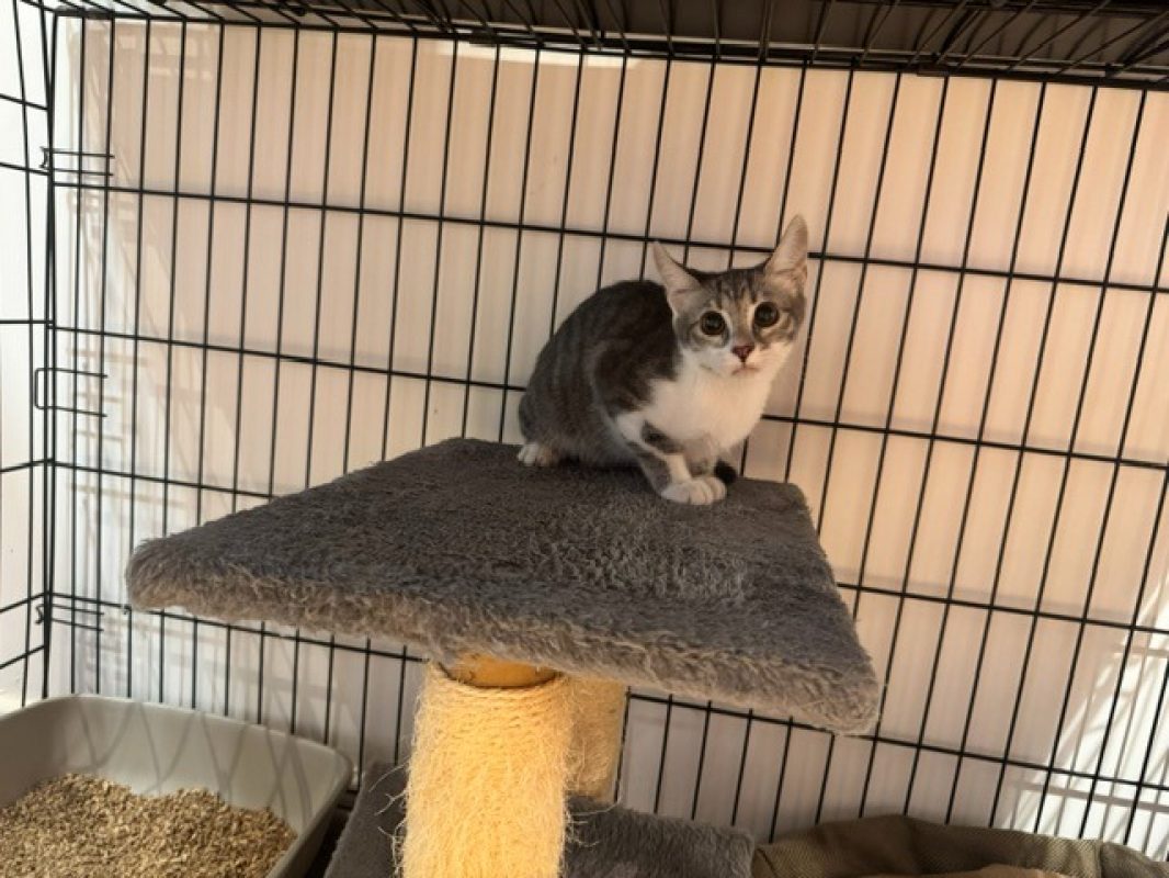 Jade - Chat Européen à adopter