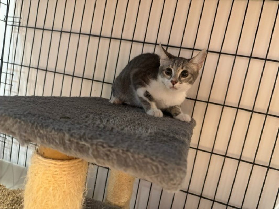 Jade - Chat Européen à adopter - photo 2