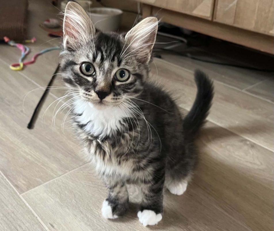 Yanis - Chat Européen à adopter