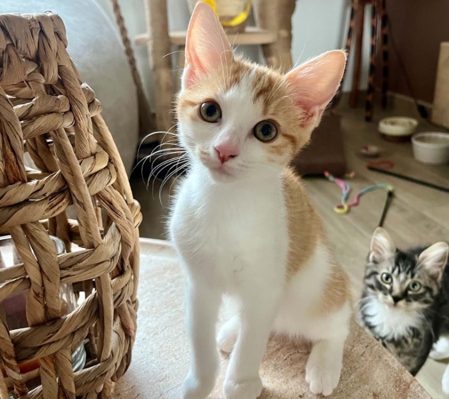 Yousri - Chat Européen à adopter