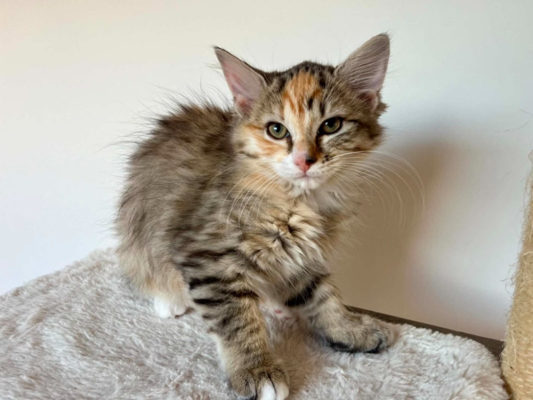 Youmna - Chat Européen à adopter