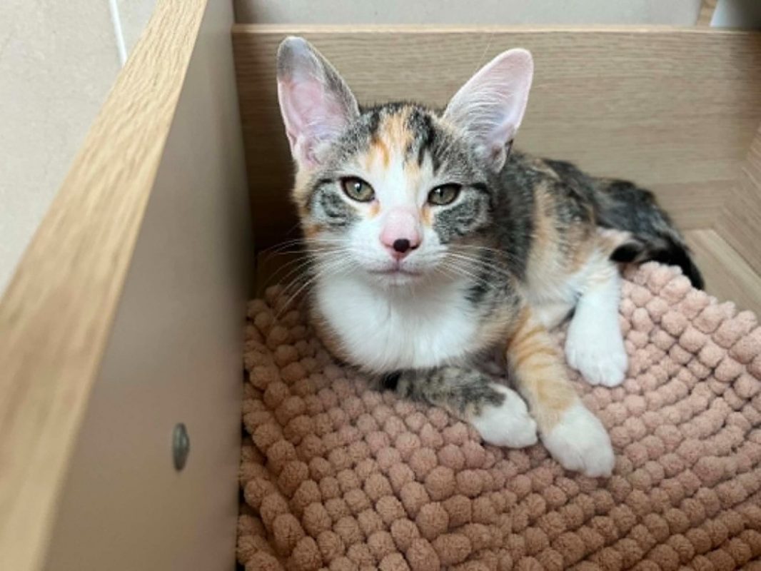 Yamina - Chat Européen à adopter