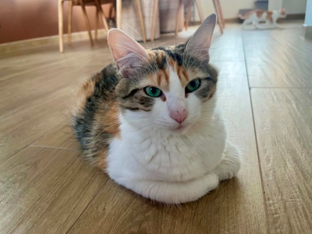 Alya - Chat Européen à adopter