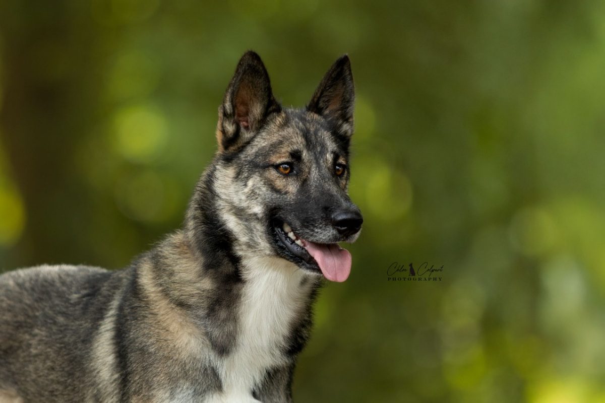 Luna - Chien à adopter