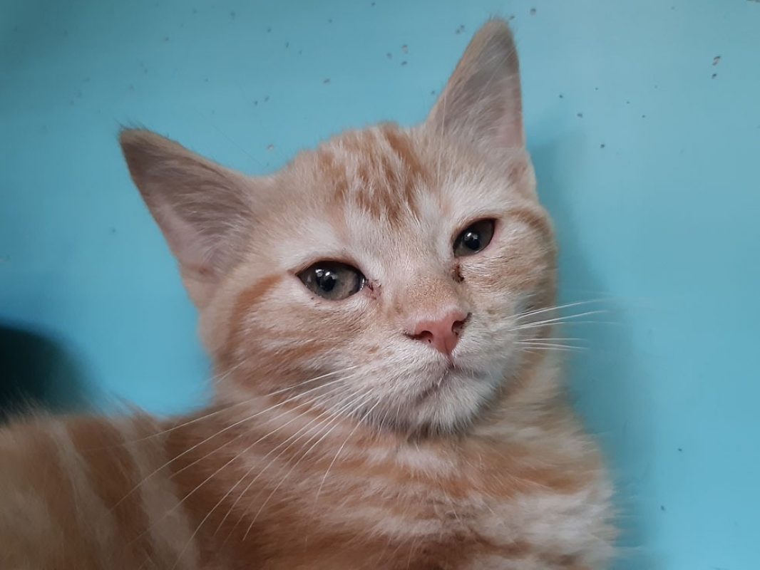 Rickie - Chat Européen à adopter
