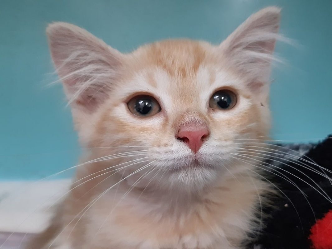 Raquette - Chat Européen à adopter