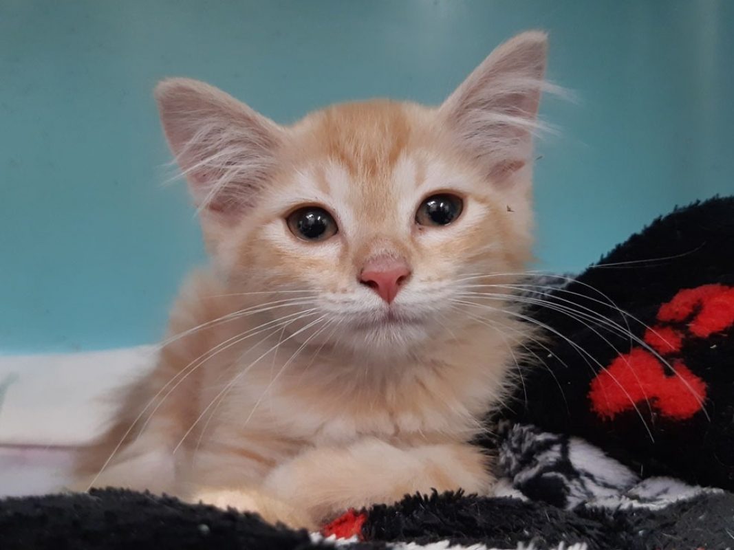 Raquette - Chat Européen à adopter - photo 2