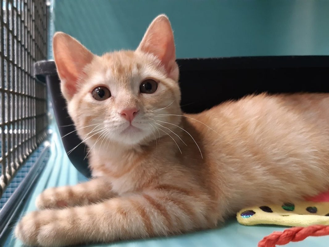 Rikiki - Chat Européen à adopter