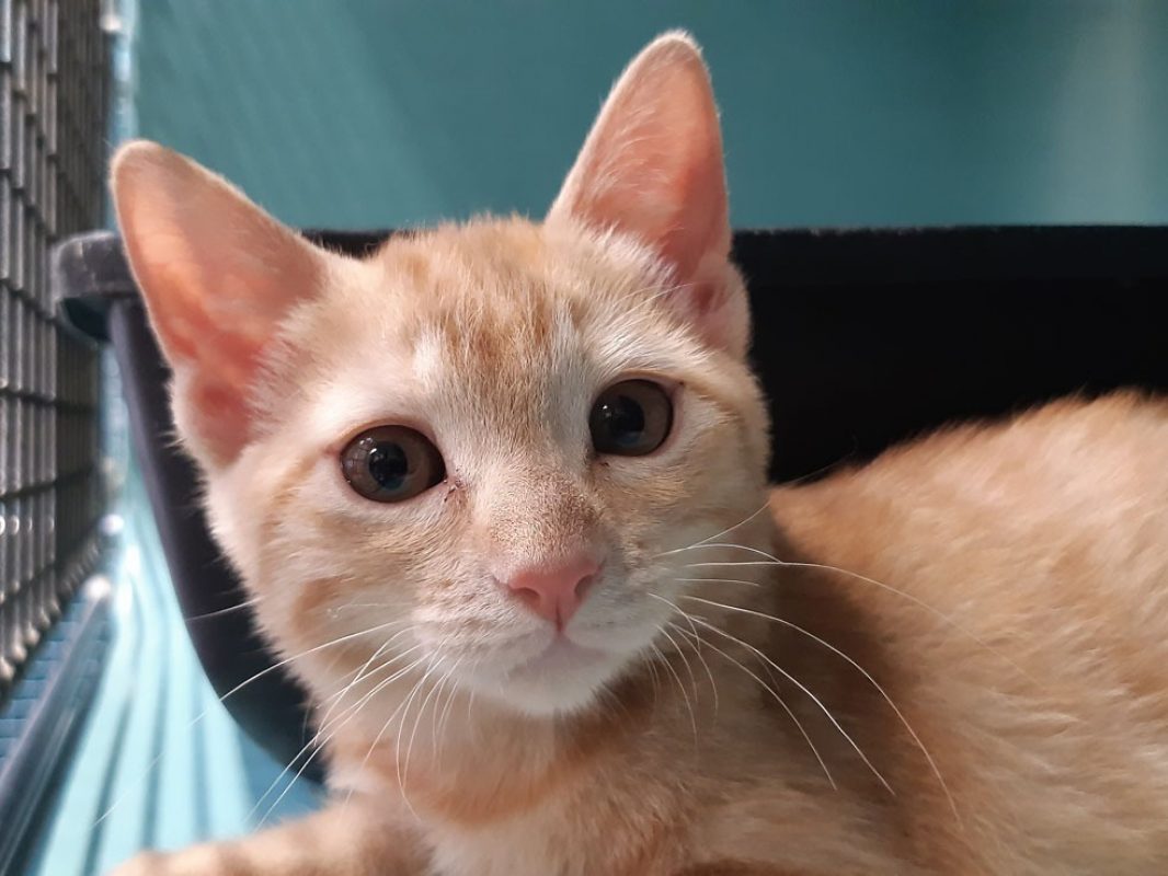 Rikiki - Chat Européen à adopter - photo 2