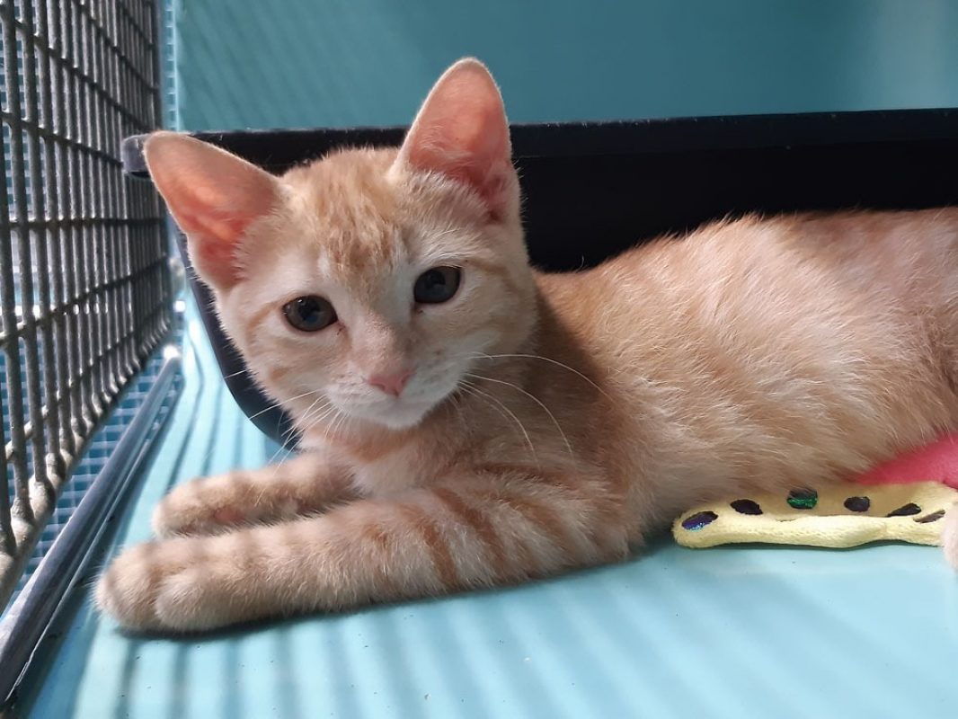 Rikiki - Chat Européen à adopter - photo 3