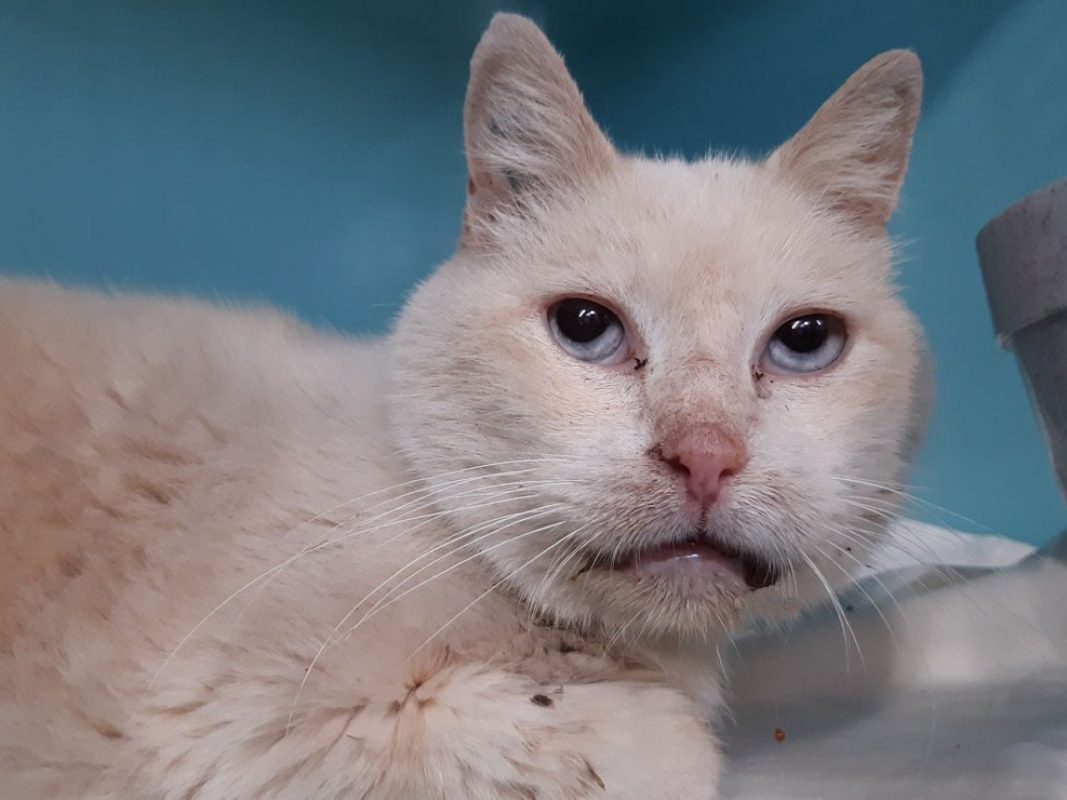 Pepin - Chat Européen à adopter