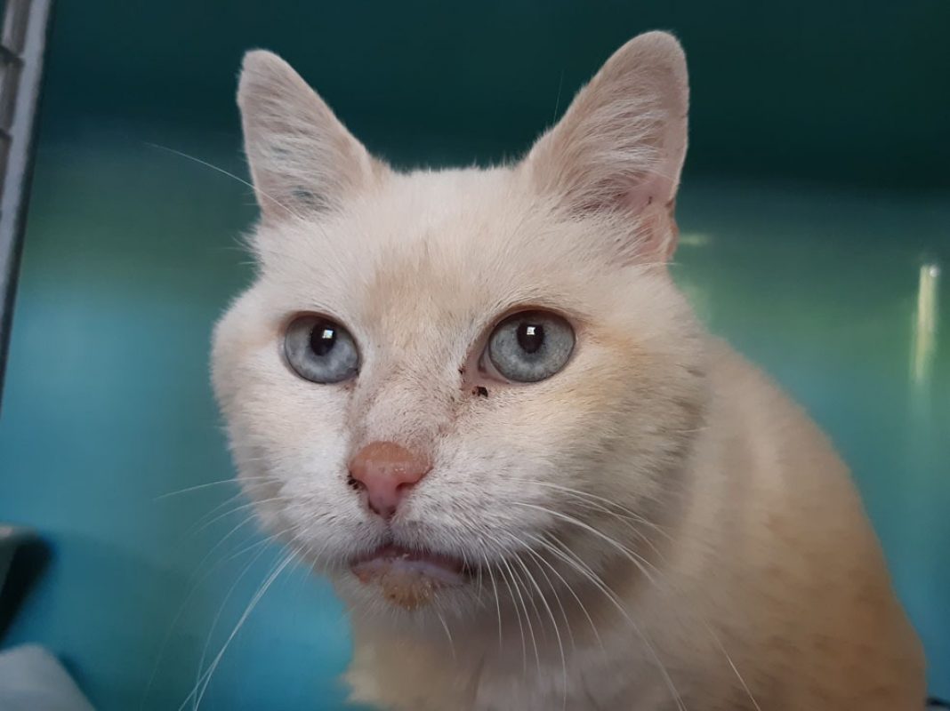 Pepin - Chat Européen à adopter