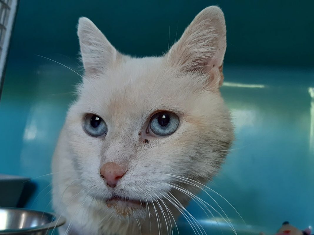 Pepin - Chat Européen à adopter - photo 2