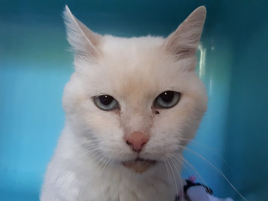 Pepin - Chat Européen à adopter - photo 3
