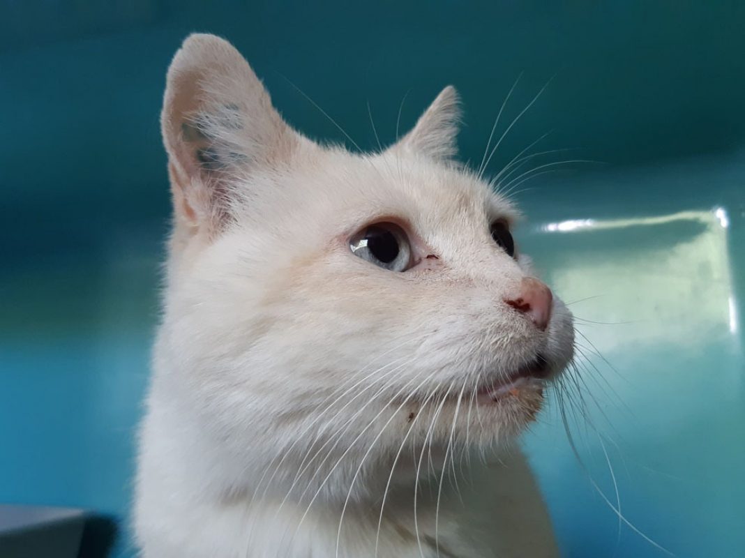 Pepin - Chat Européen à adopter - photo 4