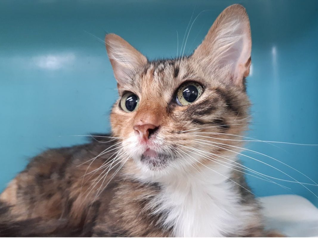 Juliette - Chat Européen à adopter
