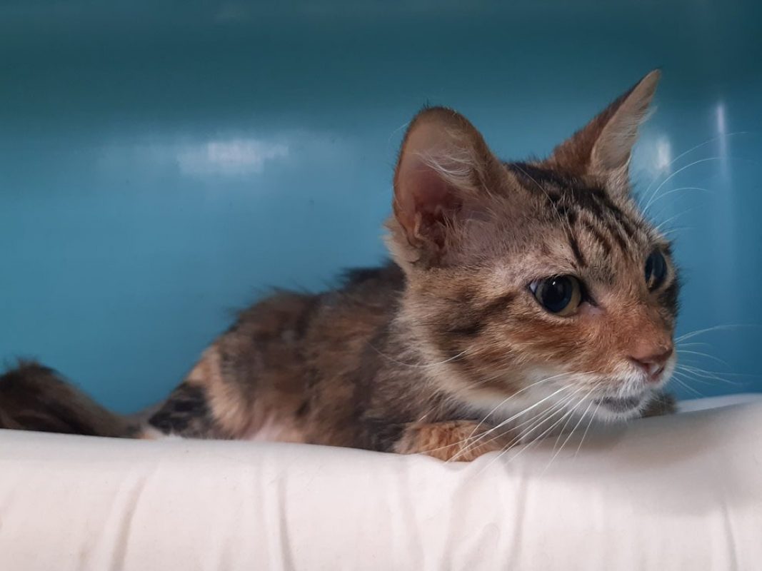 Juliette - Chat Européen à adopter - photo 2