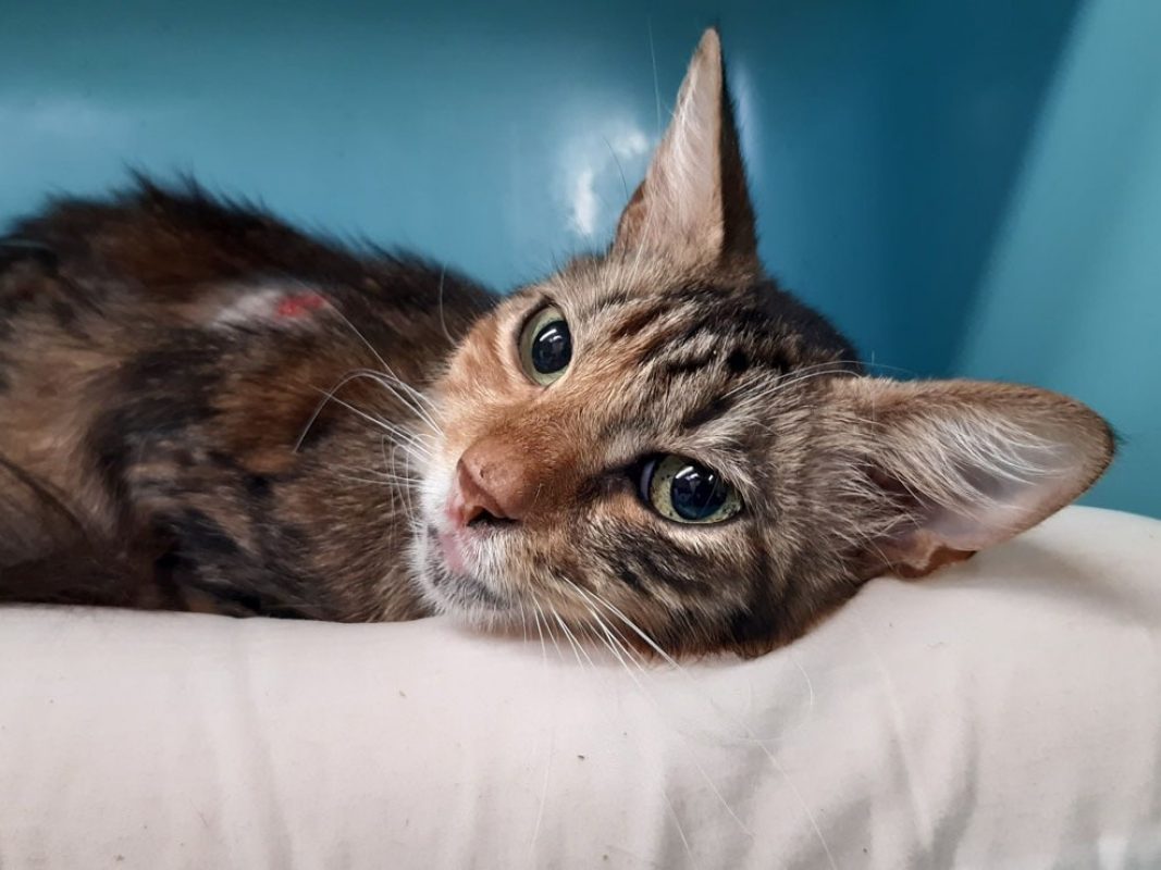 Juliette - Chat Européen à adopter - photo 3