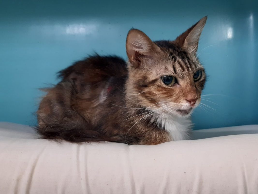 Juliette - Chat Européen à adopter - photo 4