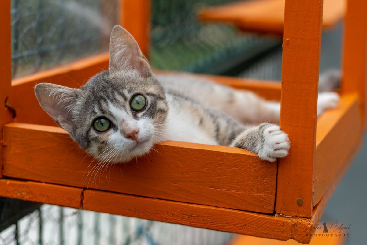 Boréale - Chat Européen à adopter
