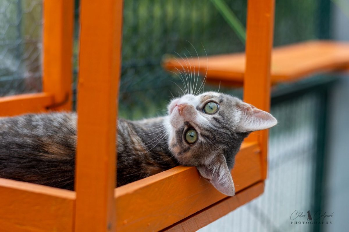 Boréale - Chat Européen à adopter - photo 2