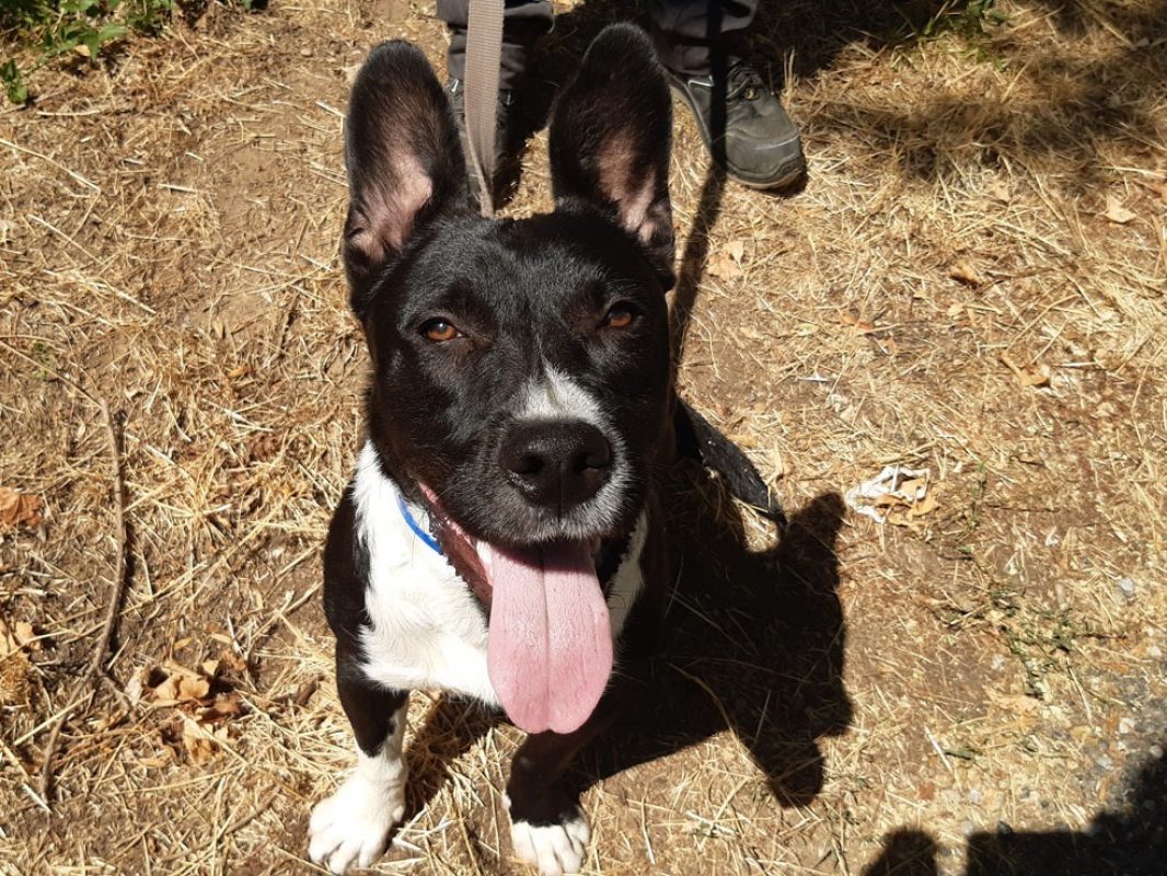 Bambino - Chien à adopter