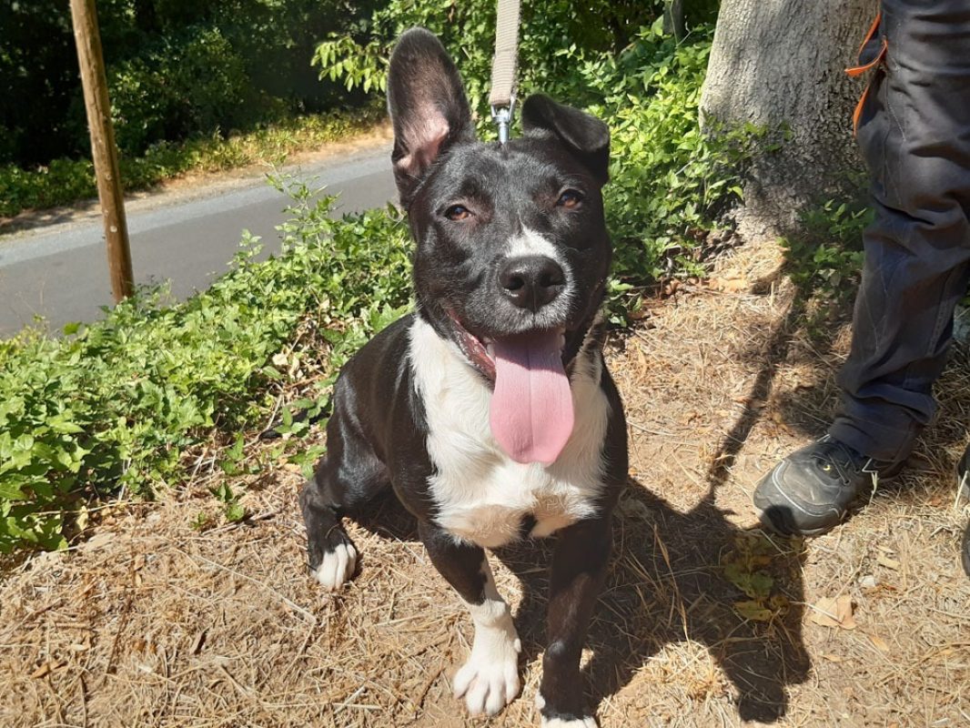 Bambino - Chien à adopter - photo 2