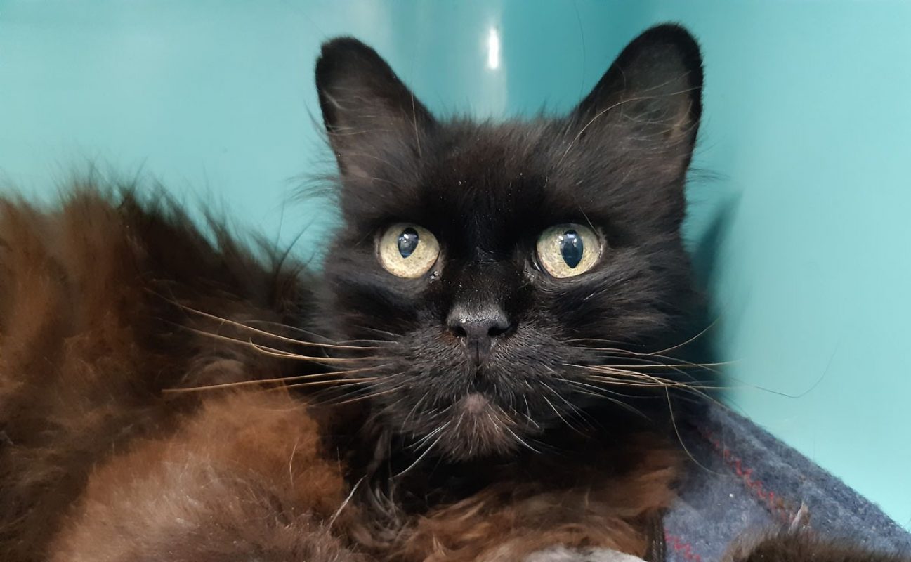 Navara - Chat Européen à adopter