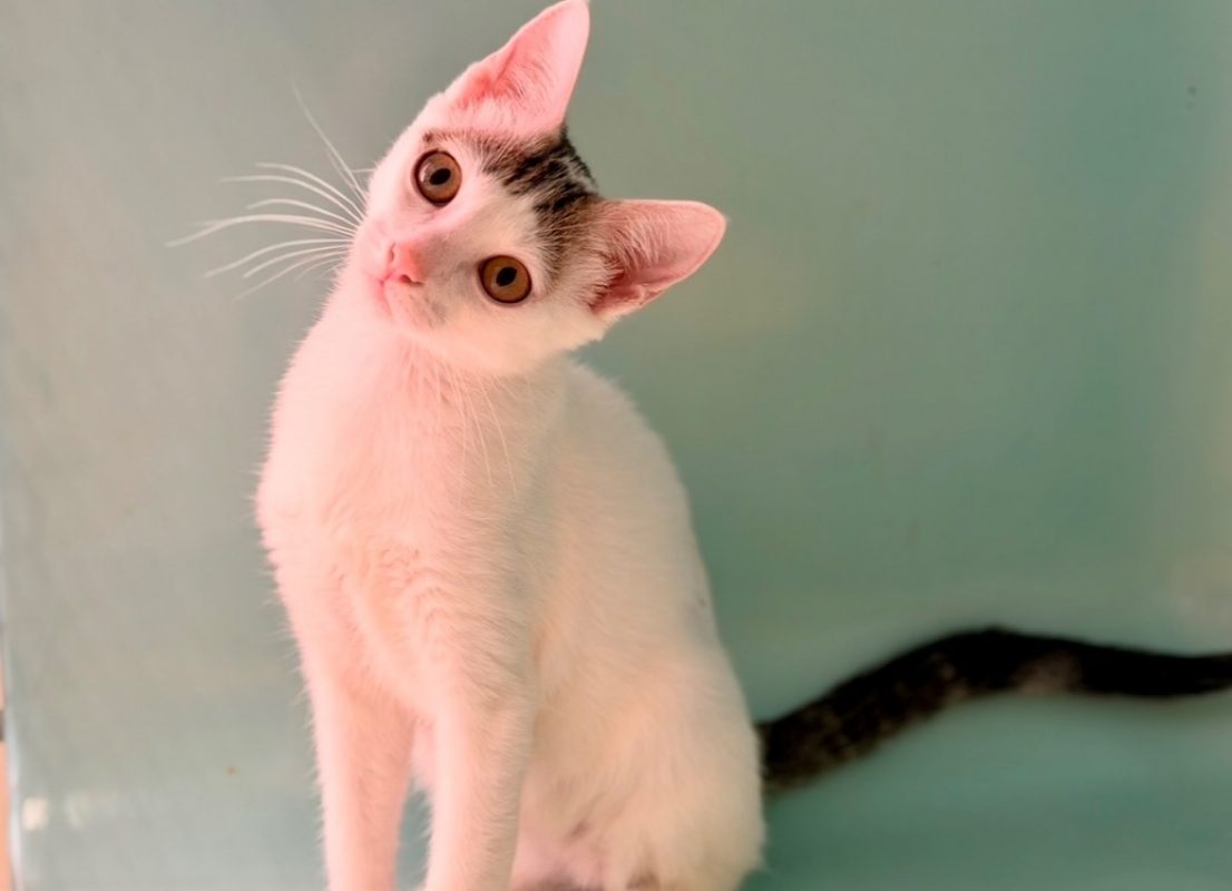 Bafouille - Chat Européen à adopter