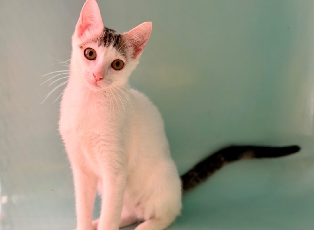 Bafouille - Chat Européen à adopter - photo 2