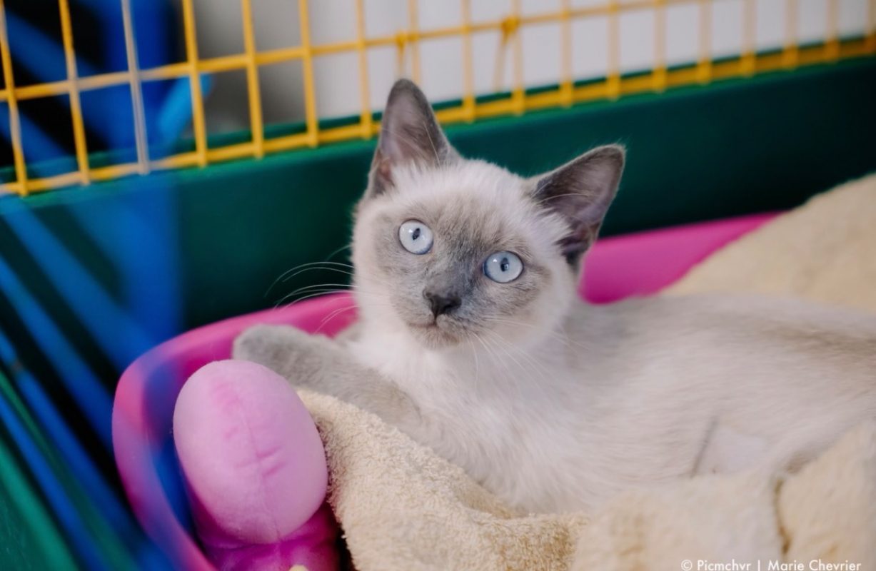 Ali - Chat à adopter