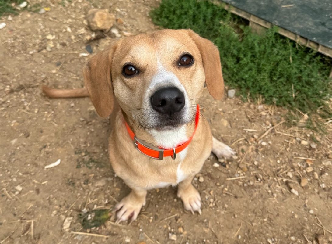 Scooby - Chien à adopter