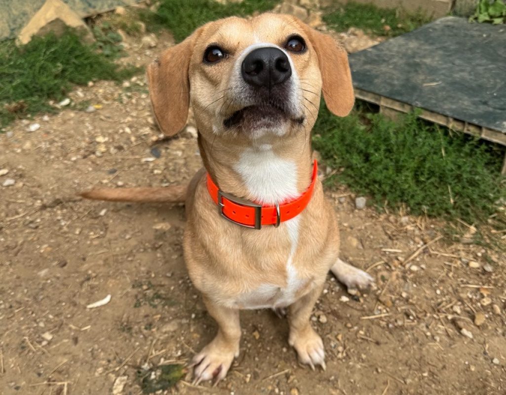 Scooby - Chien à adopter - photo 2