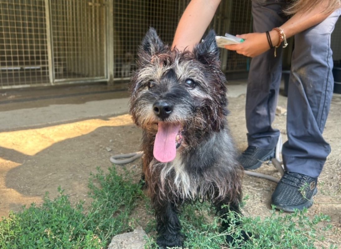 Scoth - Chien Cairn Terrier à adopter