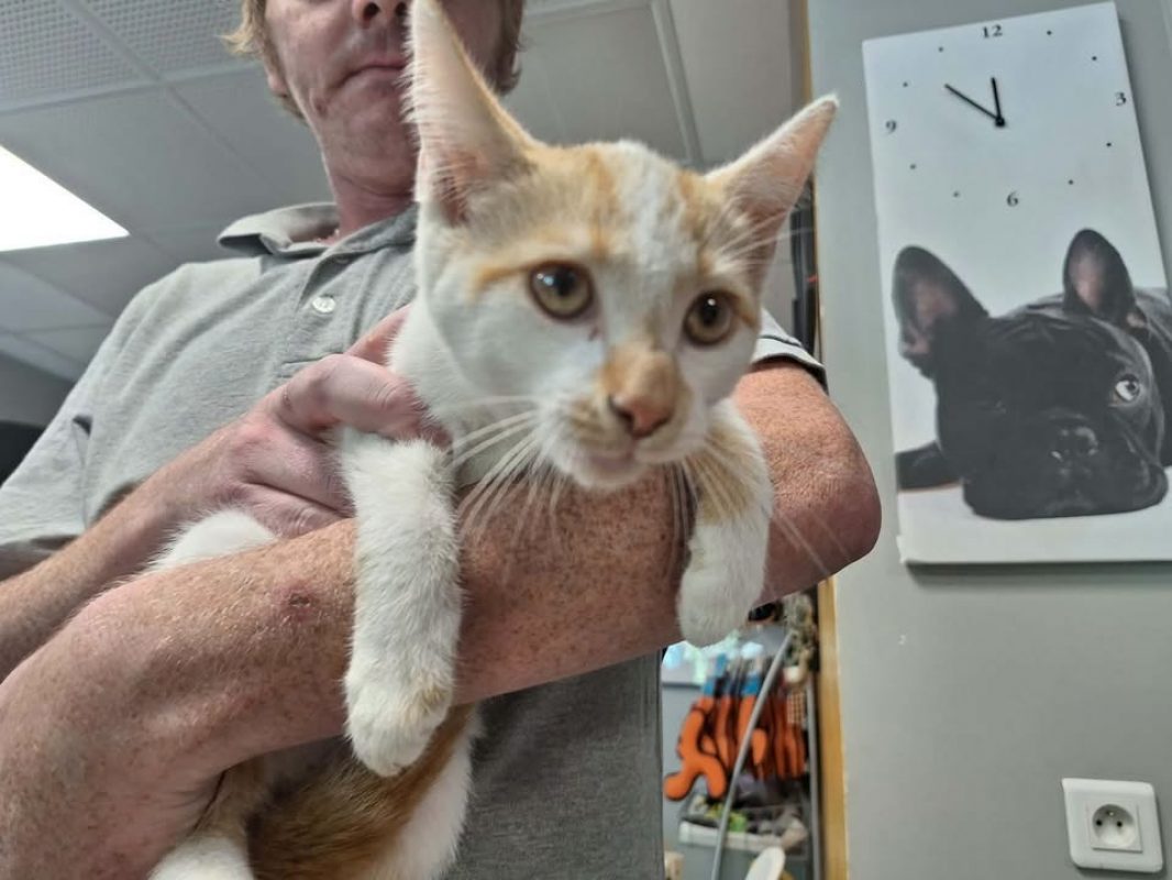 Georges - Chat Européen à adopter