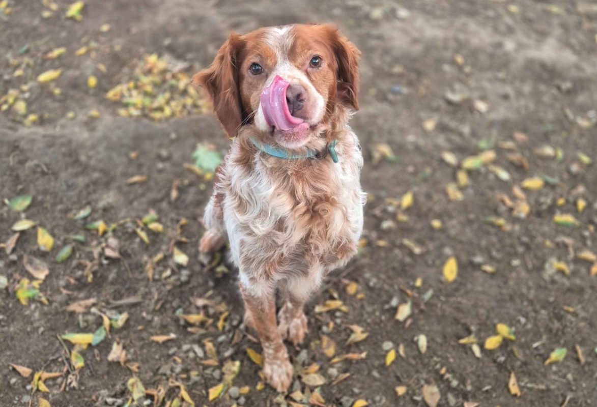 Rio - Chien Epagneul Breton à adopter