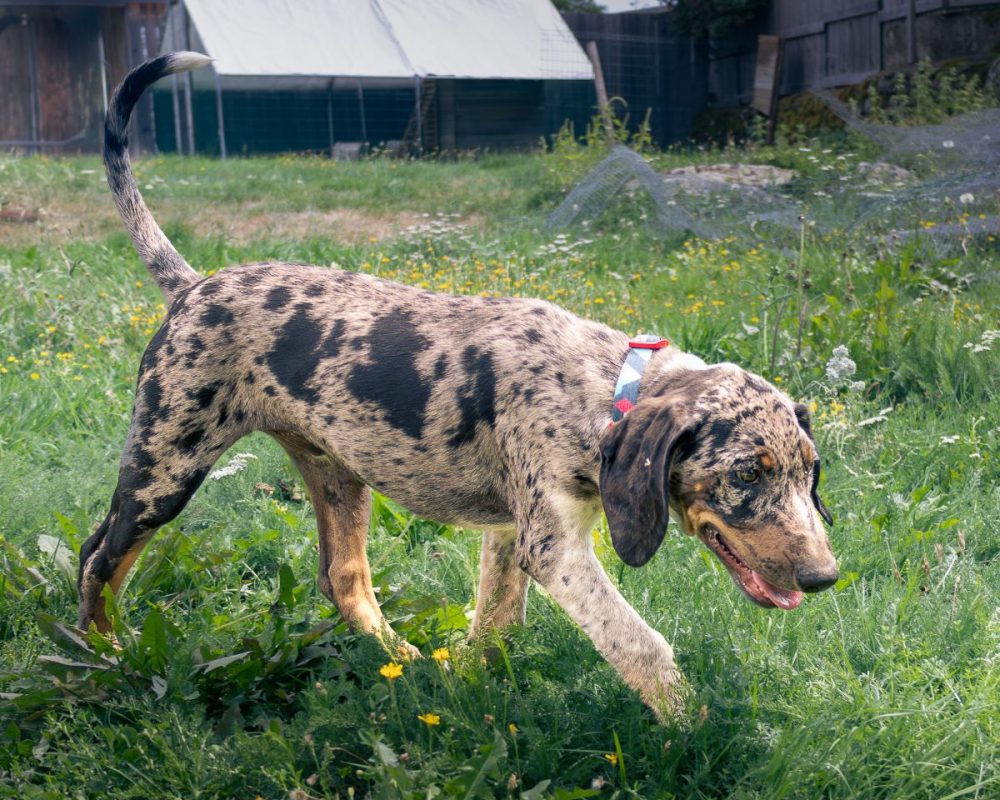 Brownie - Chien Berger Australien x Grand Bleu de Gascogne à adopter