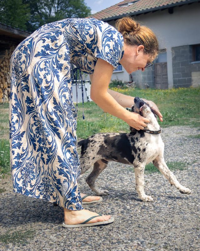 Bluey - Chien Berger Australien x Grand Bleu de Gascogne à adopter - photo 4
