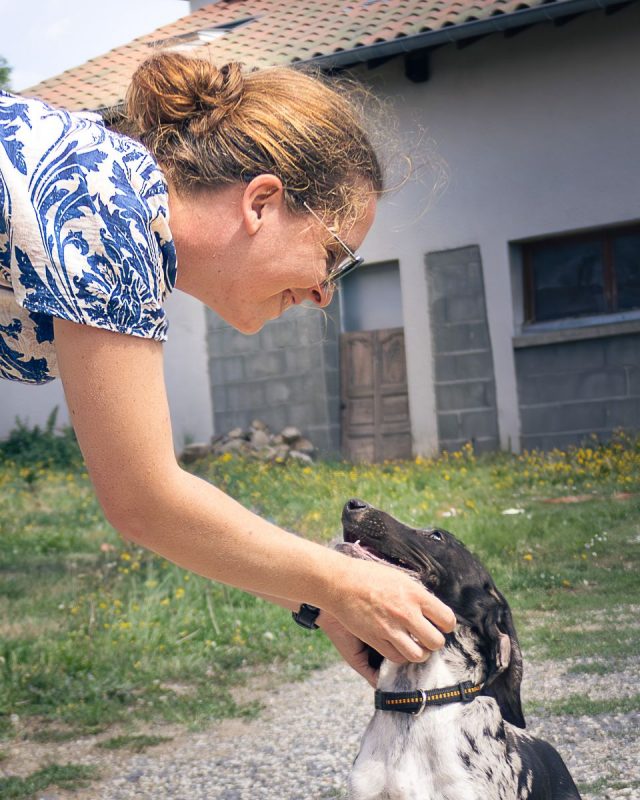 Bluey - Chien Berger Australien x Grand Bleu de Gascogne à adopter - photo 3