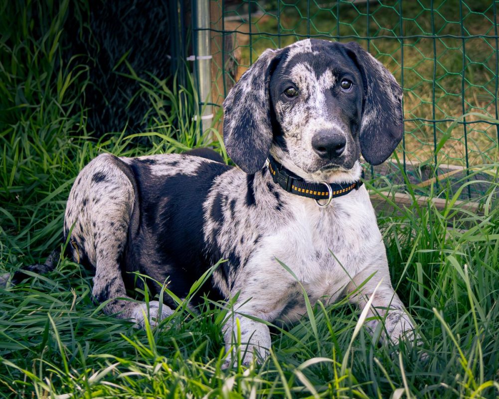 Bluey - Chien Berger Australien x Grand Bleu de Gascogne à adopter