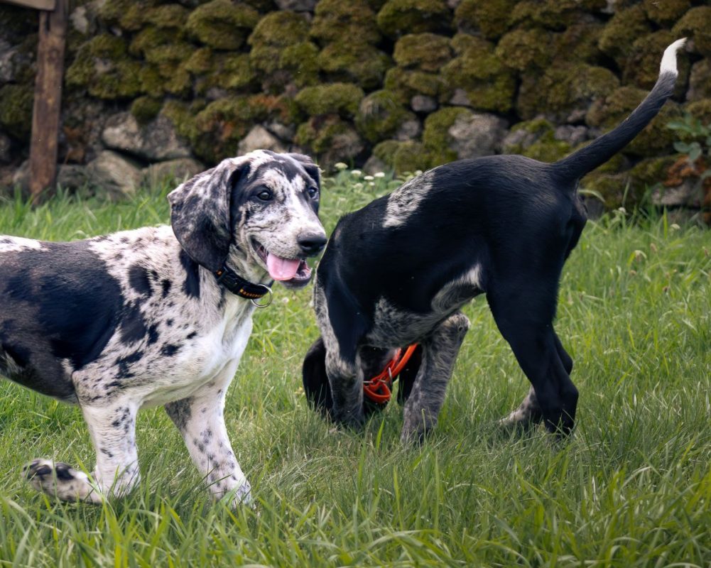Bluey - Chien Berger Australien x Grand Bleu de Gascogne à adopter - photo 2