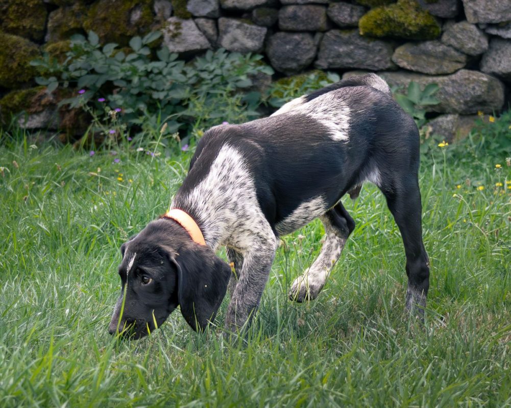Black - Chien Grand Bleu de Gascogne x Berger Australien à adopter