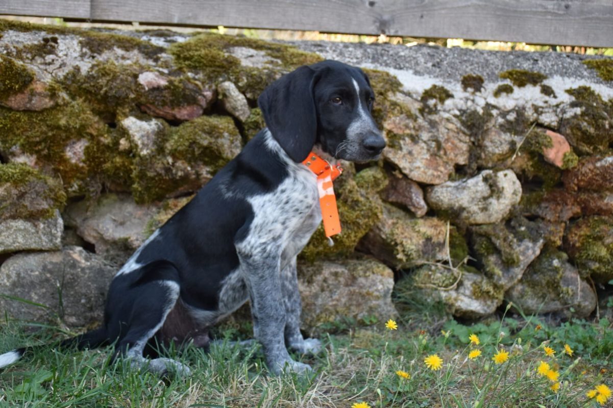 Black - Chien Grand Bleu de Gascogne x Berger Australien à adopter - photo 3