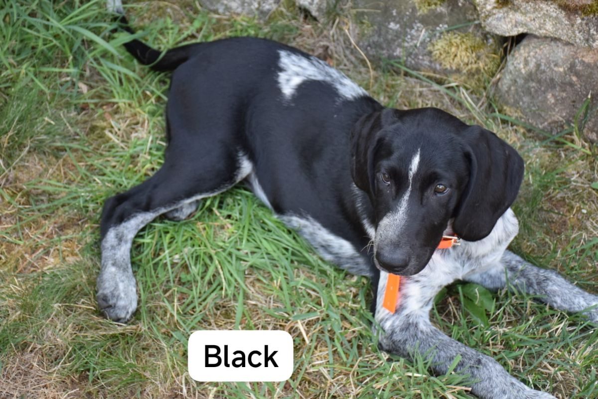 Black - Chien Grand Bleu de Gascogne x Berger Australien à adopter - photo 2