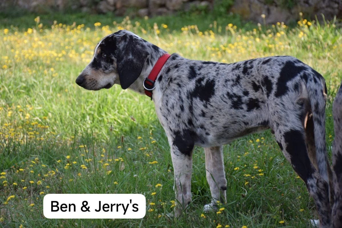 Ben & Jerry - Chien Grand Bleu de Gascogne x Berger Australien à adopter - photo 2
