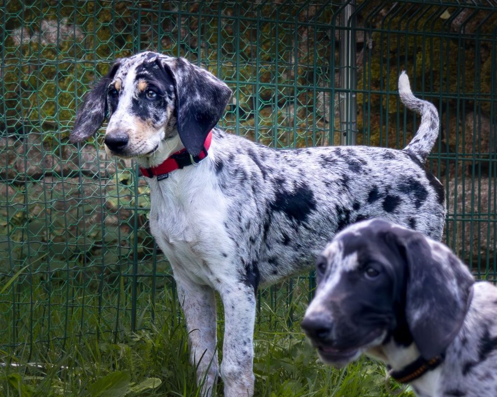 Ben & Jerry - Chien Grand Bleu de Gascogne x Berger Australien à adopter
